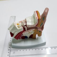 Kulak Anatomisi maketi, İşitme Cihazı merkezleri için renkli Kulak Anatomi maketi, YesMed -