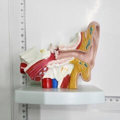 Kulak Anatomisi maketi, İşitme Cihazı merkezleri için renkli Kulak Anatomi maketi, YesMed -