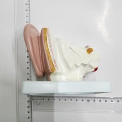 Kulak Anatomisi maketi, İşitme Cihazı merkezleri için renkli Kulak Anatomi maketi, YesMed -