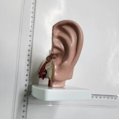 Kulak Anatomisi maketi, İşitme Cihazı merkezleri için renkli Kulak Anatomi maketi, YesMed -